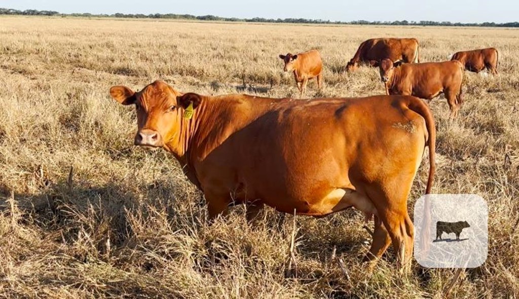 Cattle Range Listing Photo