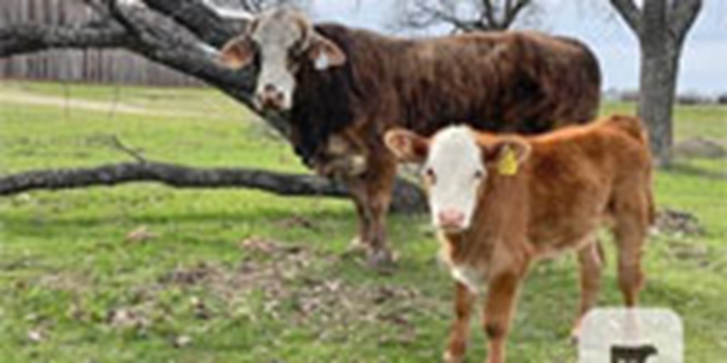 3 F-1 Braford Cows w/2 Calves... N. Central TX