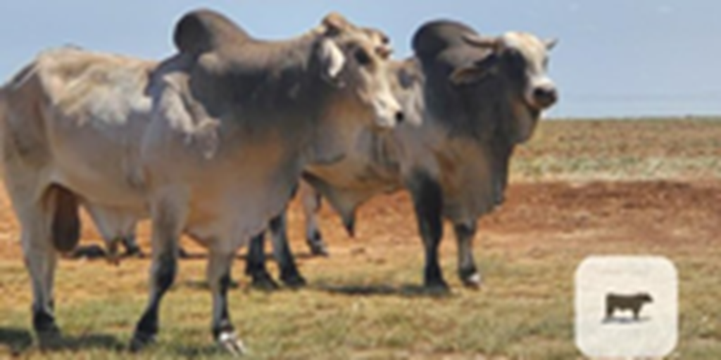 6 Brahman Bulls... TX Panhandle