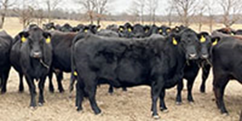 40 Angus & Black Baldy Cows... Southwest MO