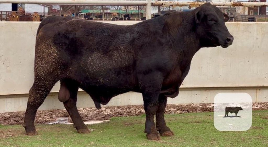 Cattle Range Listing Photo