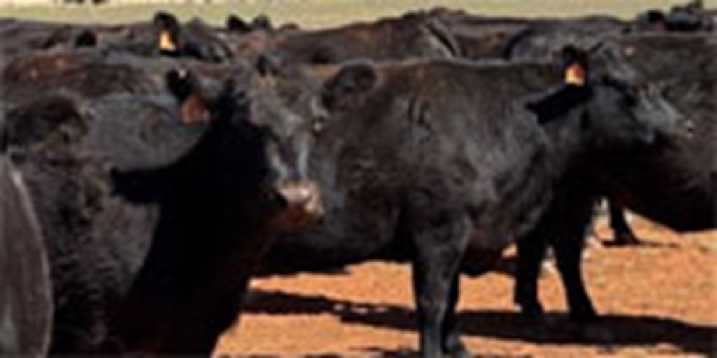 20 Angus Cows... TX South Plains