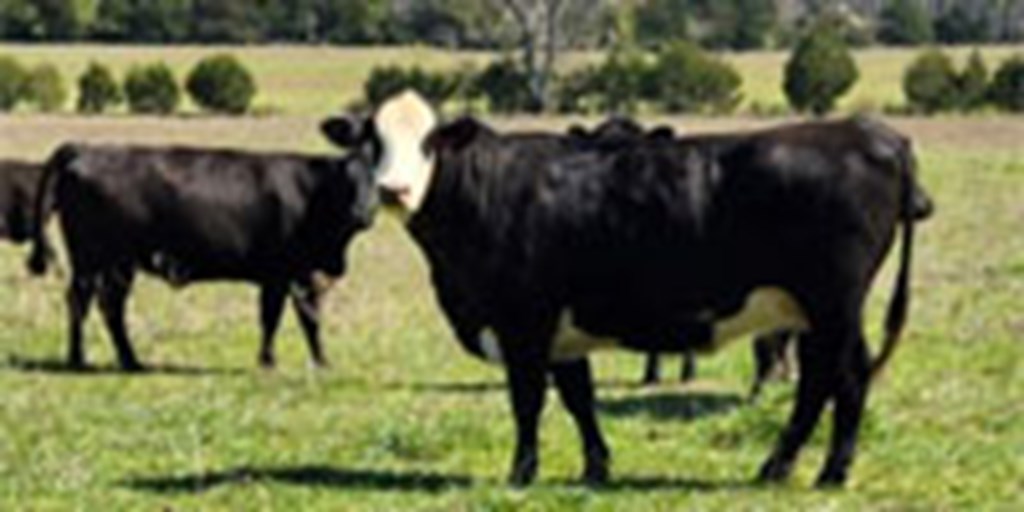44 Angus, Black Baldy, Red Angus & Charolais Cows w/ 10+ Calves... Central AR