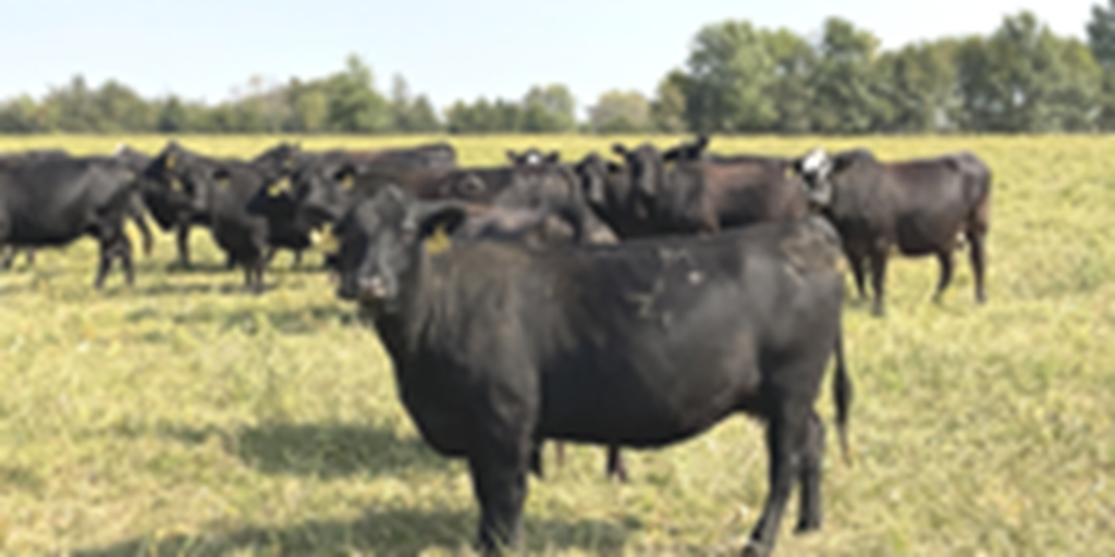 44 Angus & BMF Cows... Southwest MO