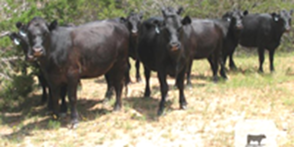 124 Angus 2nd-Calf Cows... Central TX