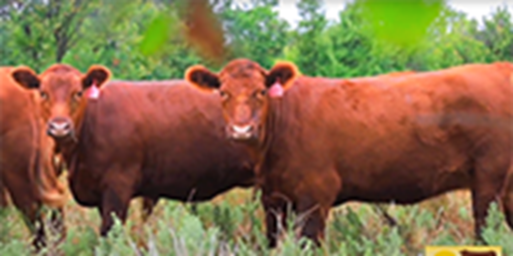 70 Red Angus Bred Heifers... N. Central OK