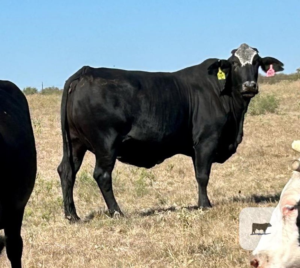 Cattle Range Listing Photo