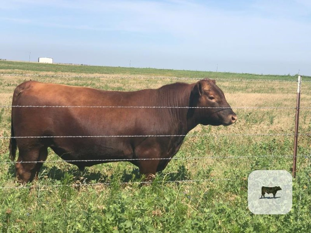 Cattle Range Listing Photo