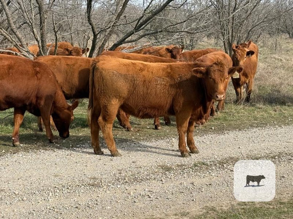 Cattle Range Listing Photo