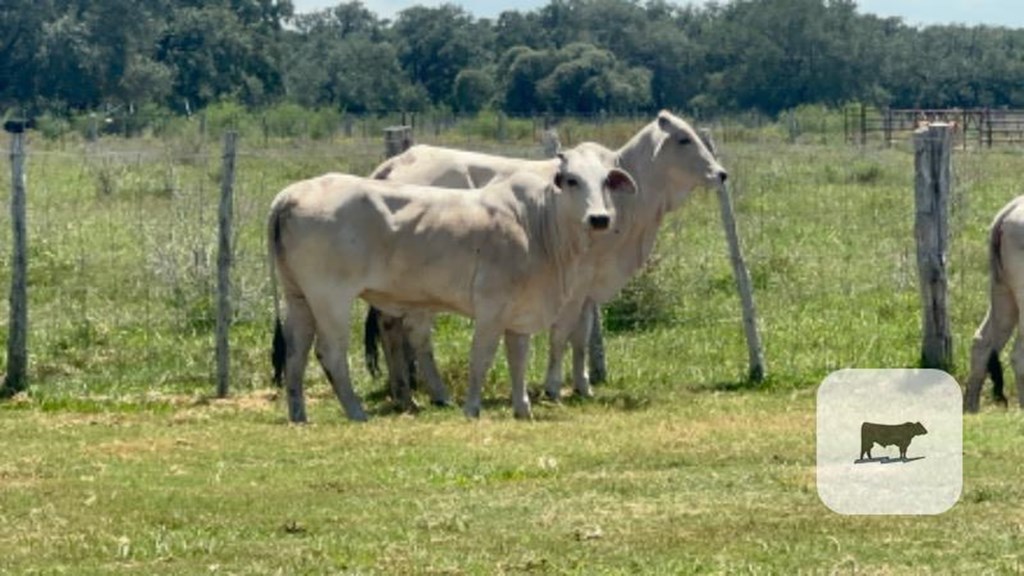 Cattle Range Listing Photo