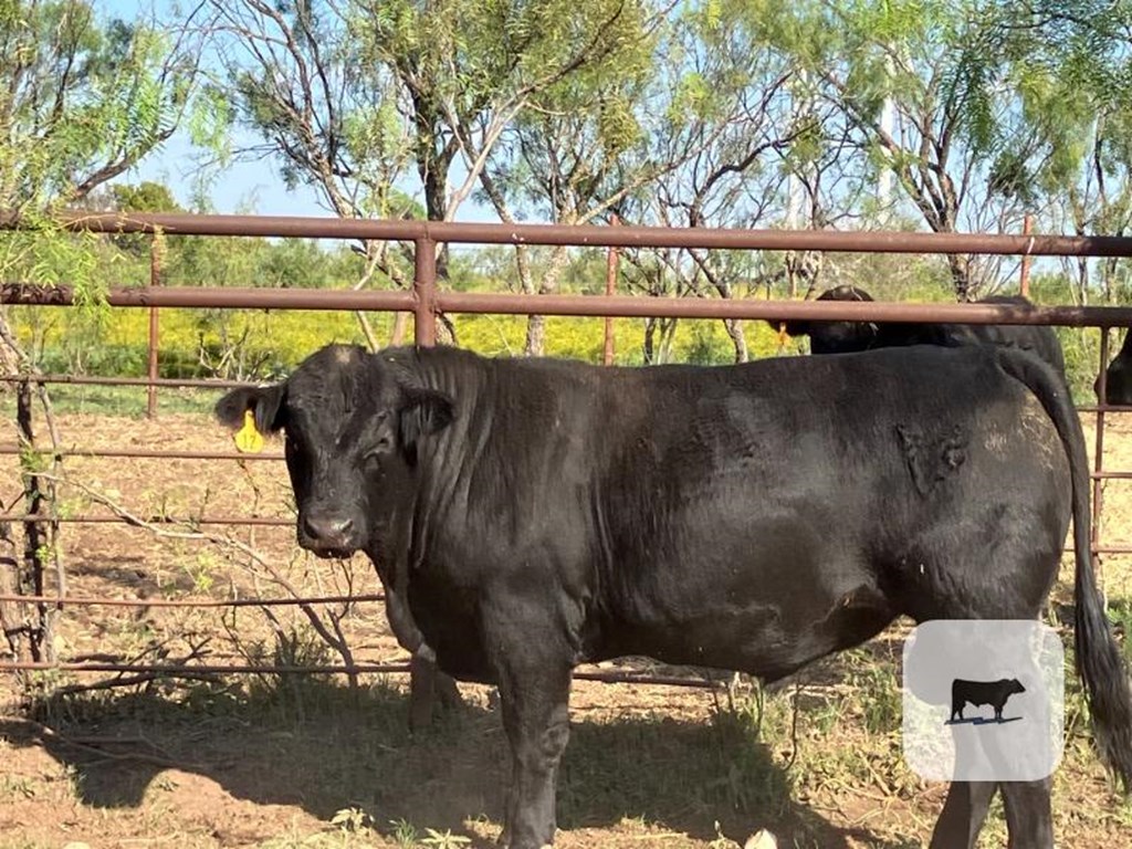 Cattle Range Listing Photo