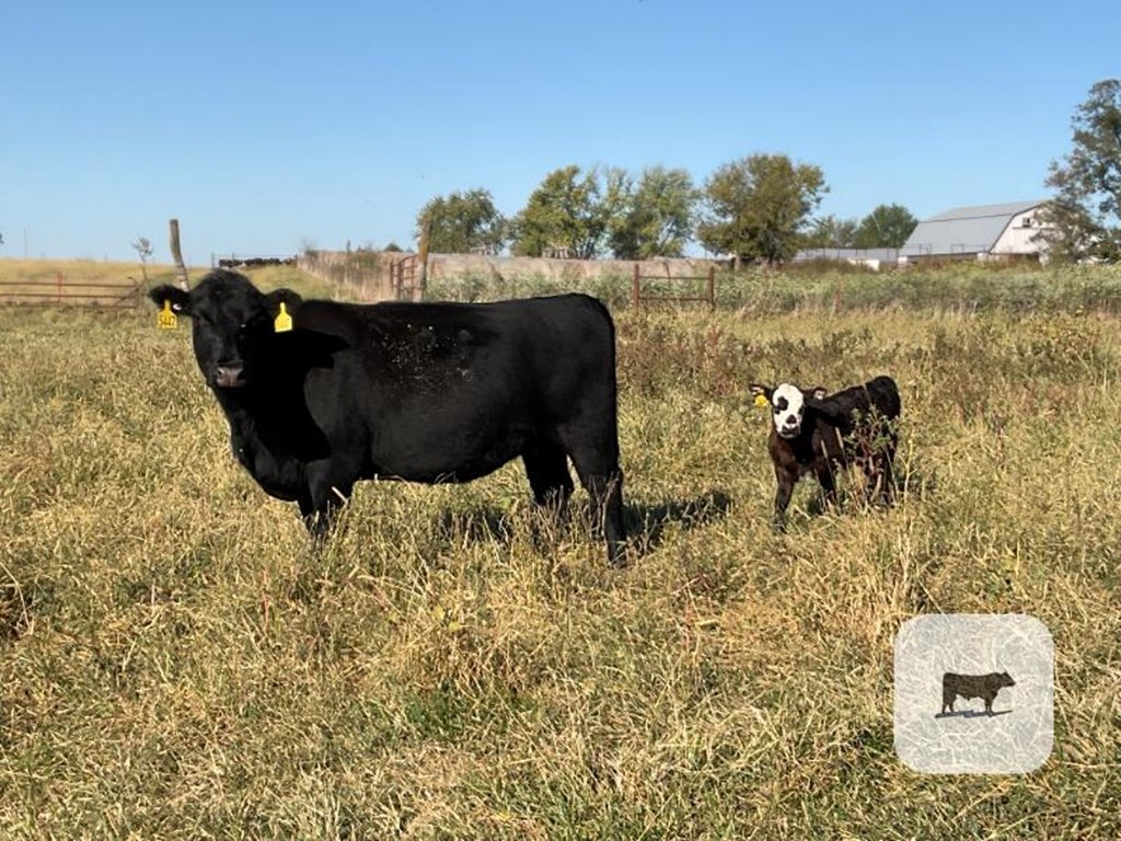 Cattle Range Listing Photo