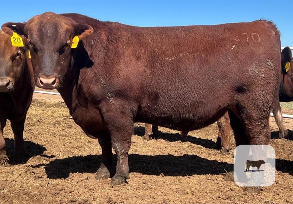 Cattle Range Listing Photo