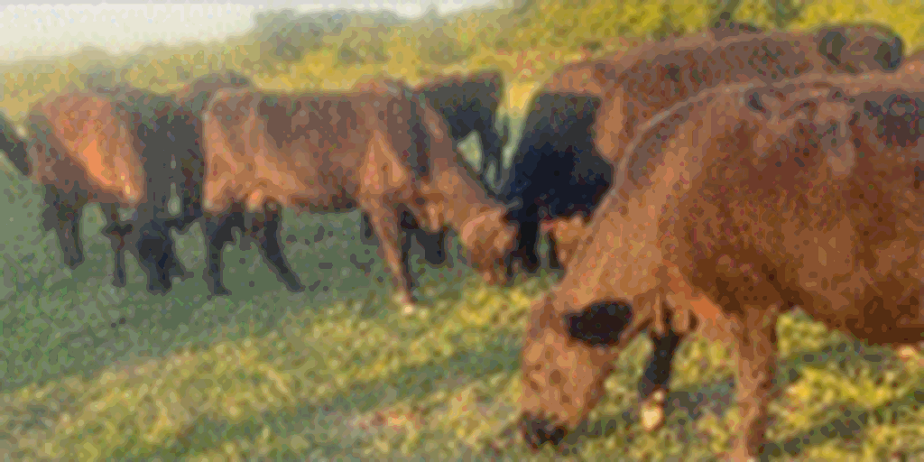11 Angus/Brangus 1st-Calf Heifer Pairs... N. Central TX