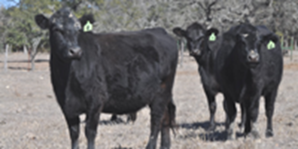 22 Angus Bred Heifers... Central TX