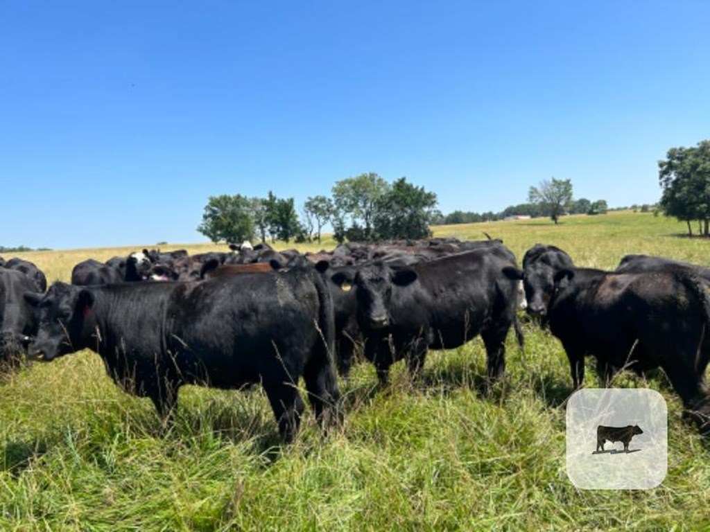 Cattle Range Listing Photo