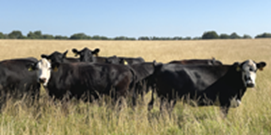 41 Angus & Black Baldy Cows... Southwest MO