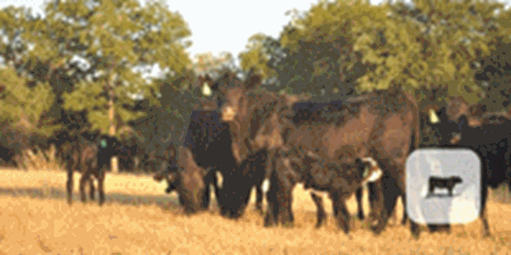7 Angus Plus 1st-Calf Pairs... Central TX