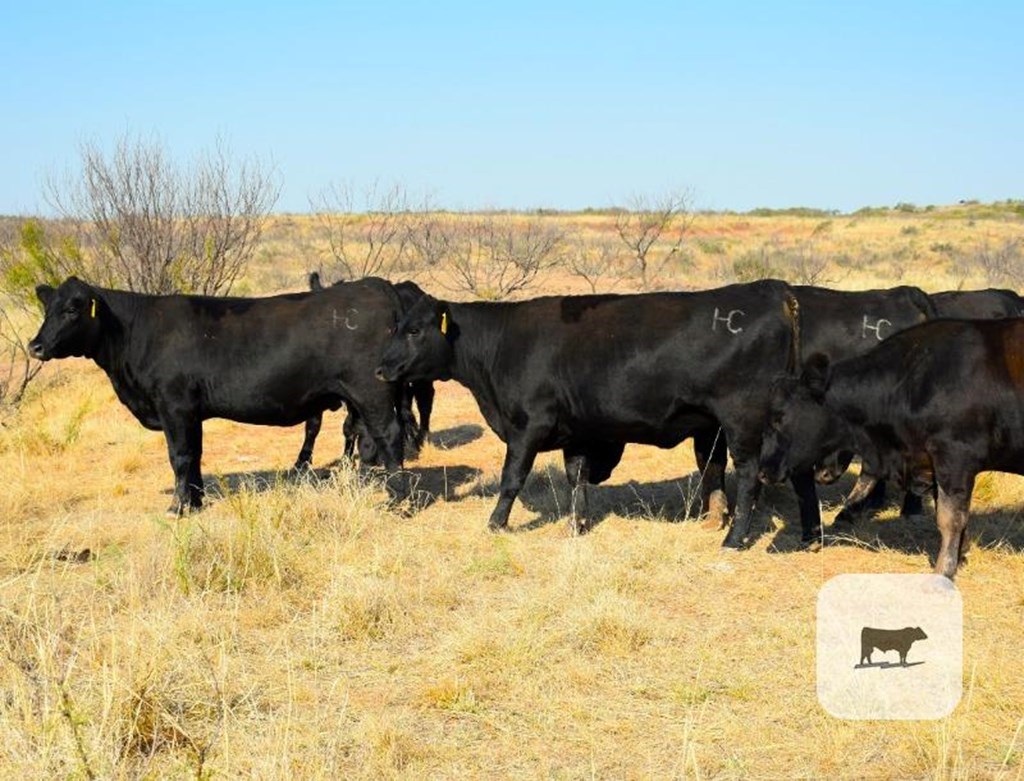 Pasture & Range Conditions as of 10/20/24