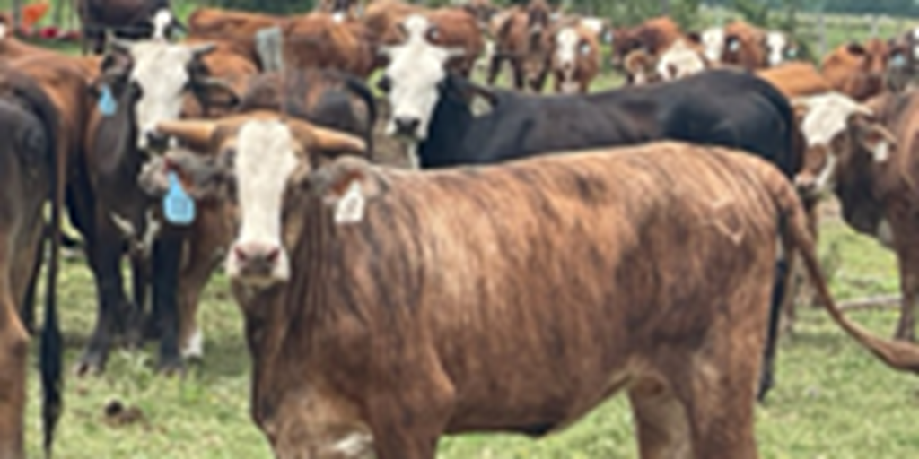 50 F1 Braford/Tigerstripe Cows w/ 15+ Calves... Southeast TX