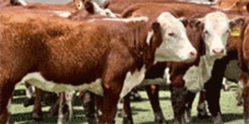 70 Hereford Rep. Heifers... Central TX