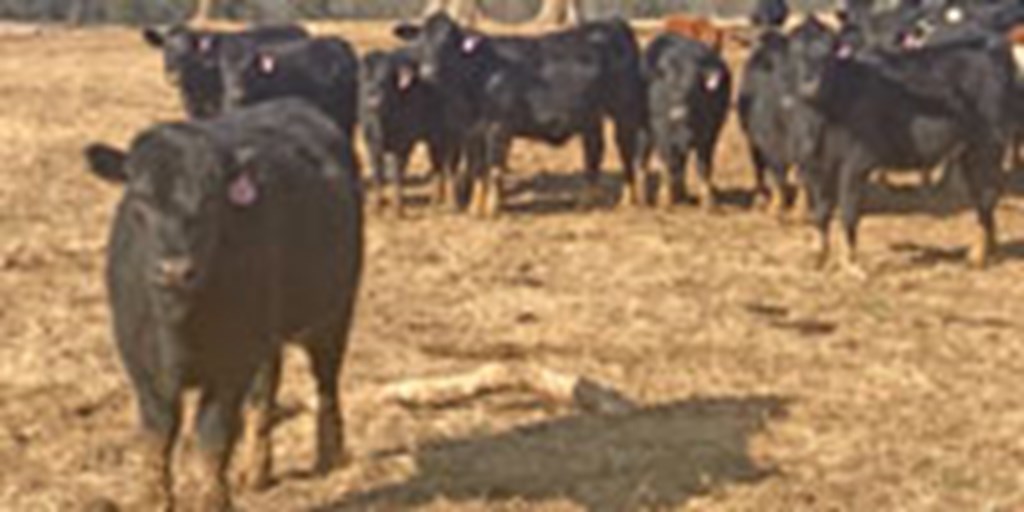 45 Angus Cross Rep. Heifers... Central TN