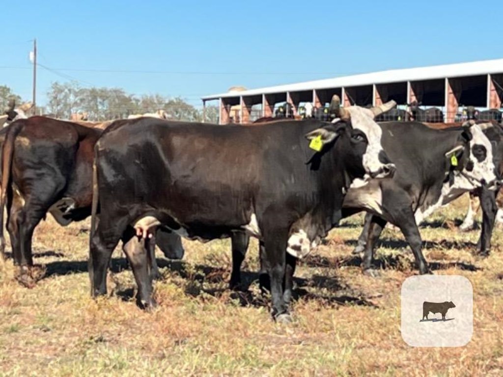 Cattle Range Listing Photo