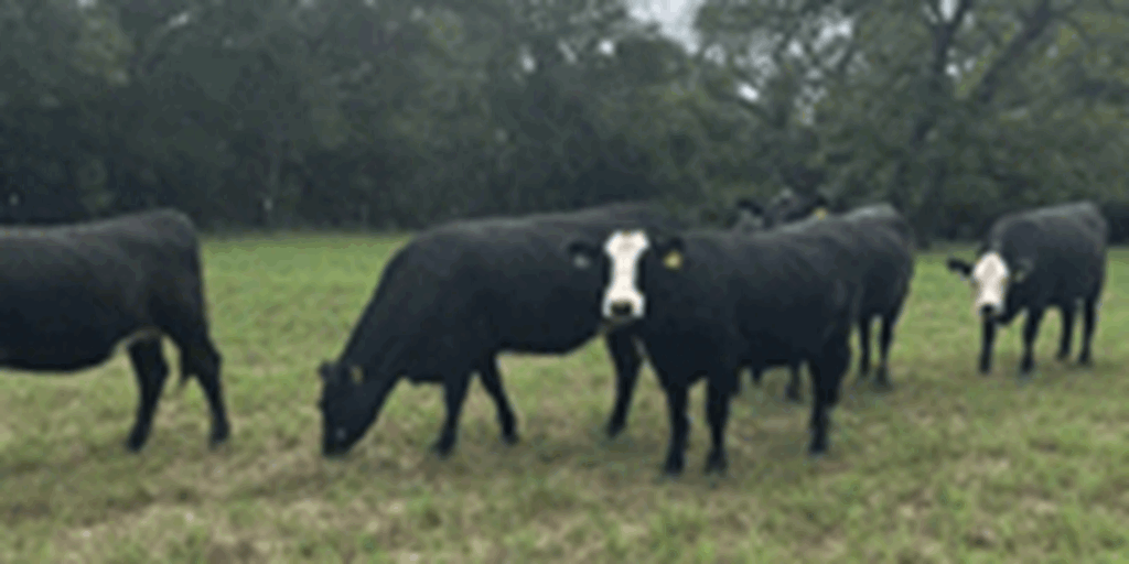 15 Angus Cross 'Black Baldy' Bred Heifers... N. Central TX