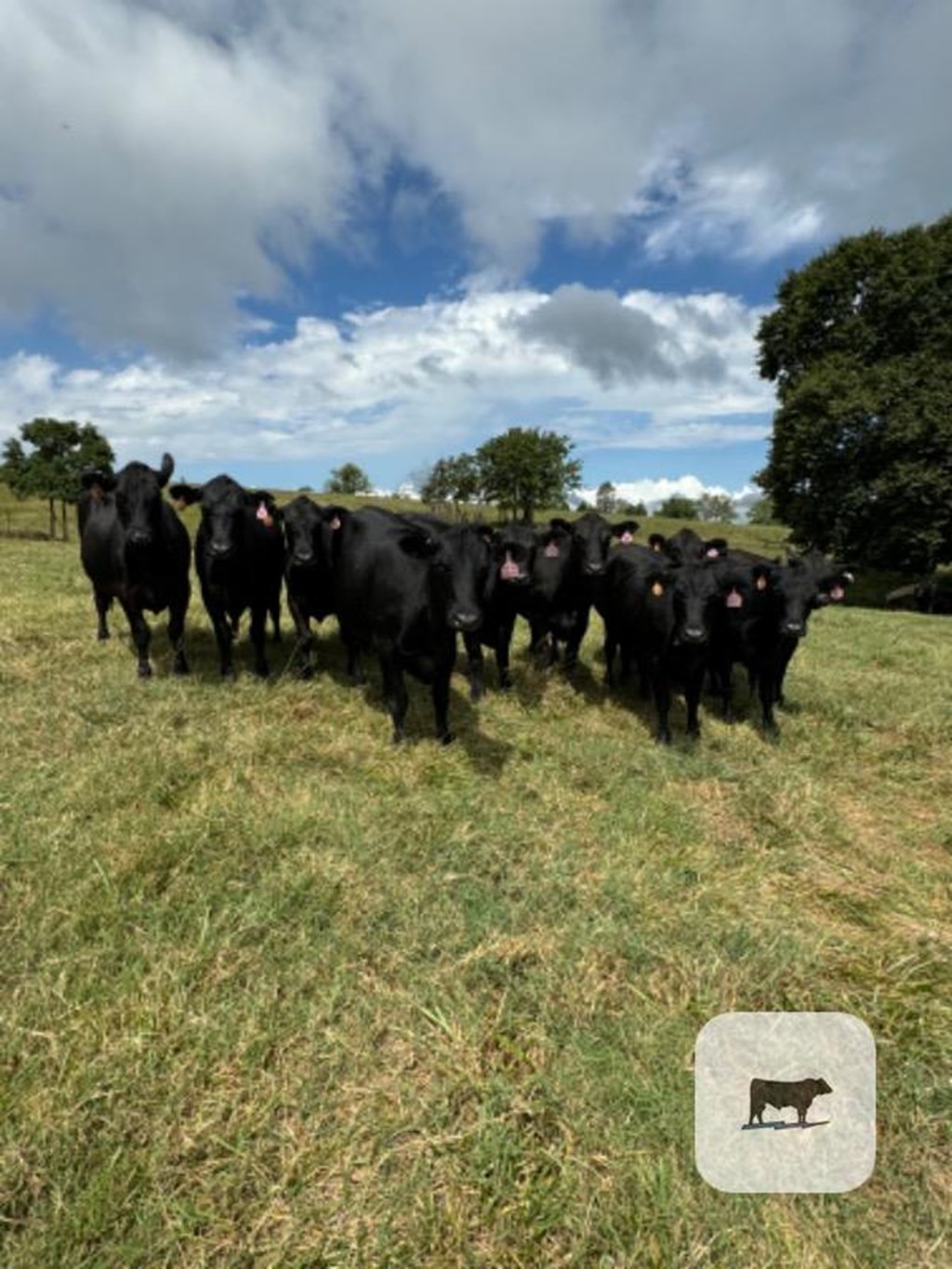 Cattle Range Listing Photo