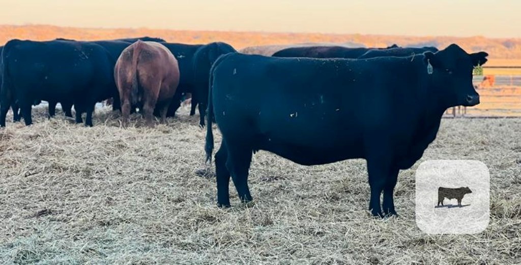 Cattle Range Listing Photo