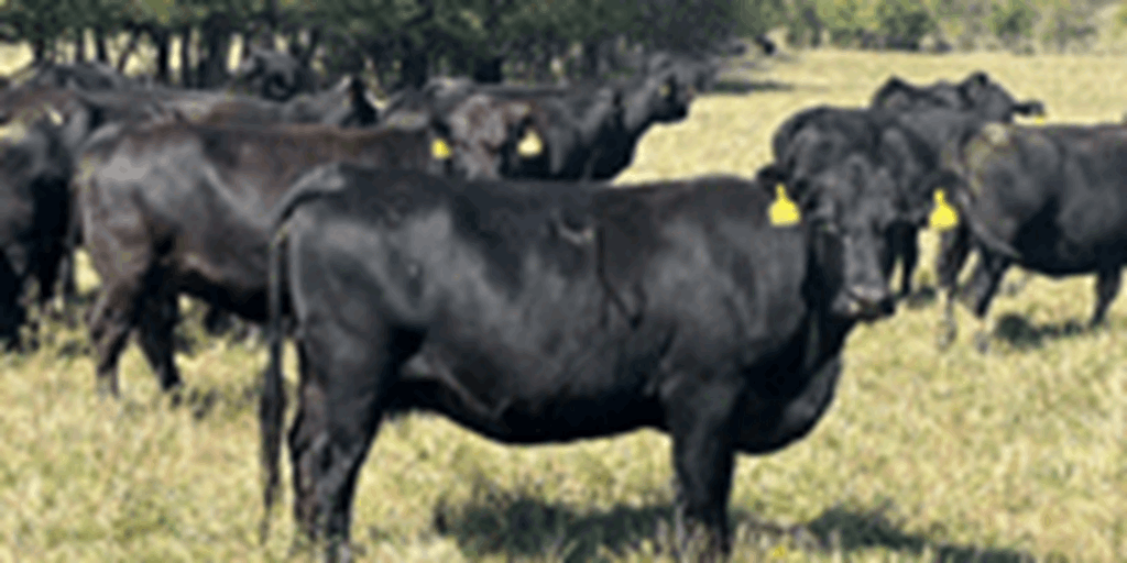 42 Angus & BWF Cows... Southwest MO (1)