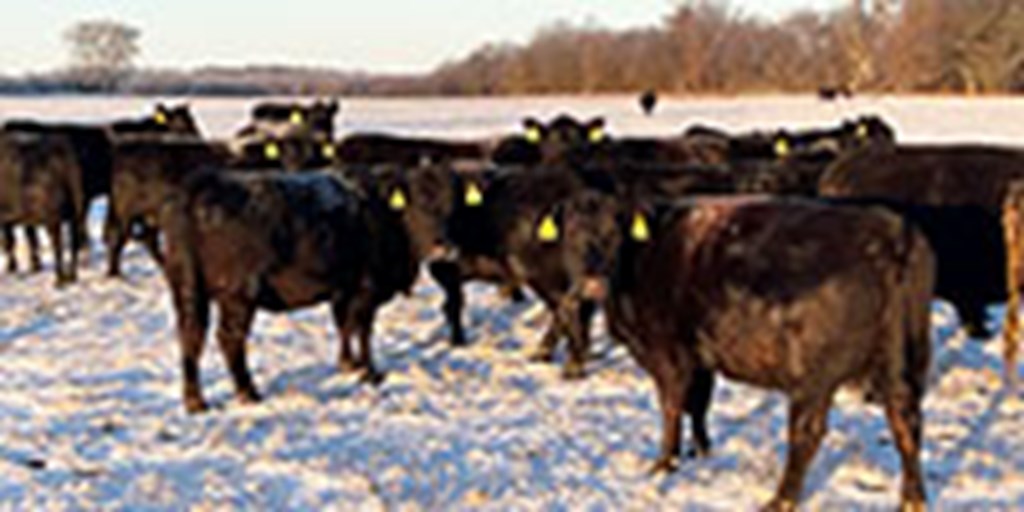 41 Angus & Black Baldy Cows... Southwest MO