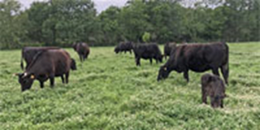 5 Wagyu Pairs... East TX