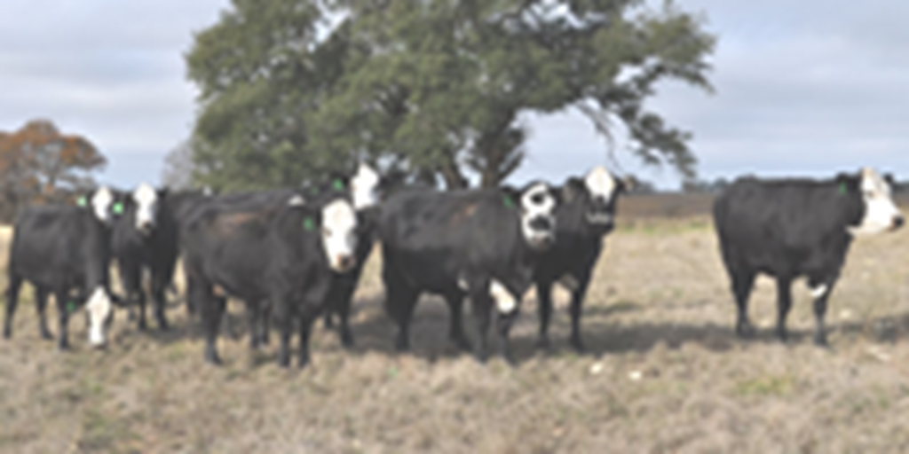 15 Brangus/Hereford Black Baldy Cows... Central TX