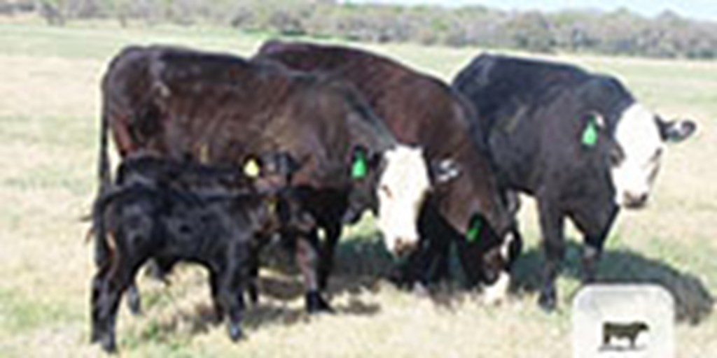 4 Angus Cross 'BWF' 1st-Calf Pairs... Central TX