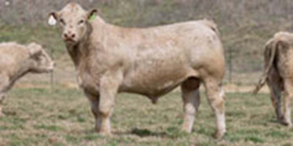 25 Charolais 2 Year Old Bulls... Southwest MO