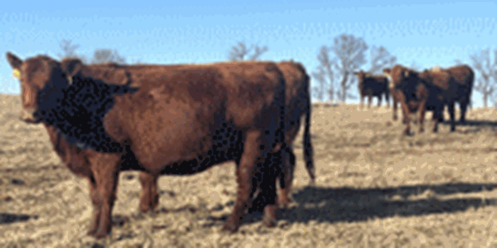 41 Red Angus & RWF Cows w/ 20+ Calves... Southwest MO