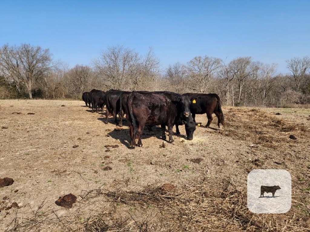 Cattle Range Listing Photo