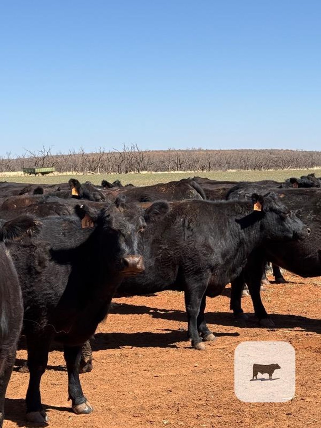 Cattle Range Listing Photo