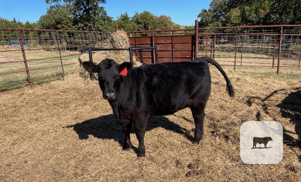 Cattle Range Listing Photo