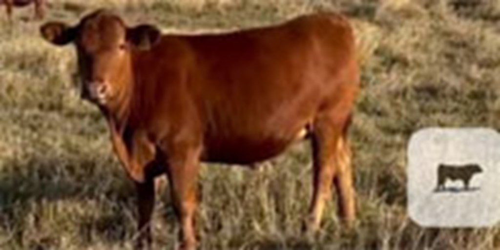 5 Red Angus/Senepol Bred Heifers... South TX