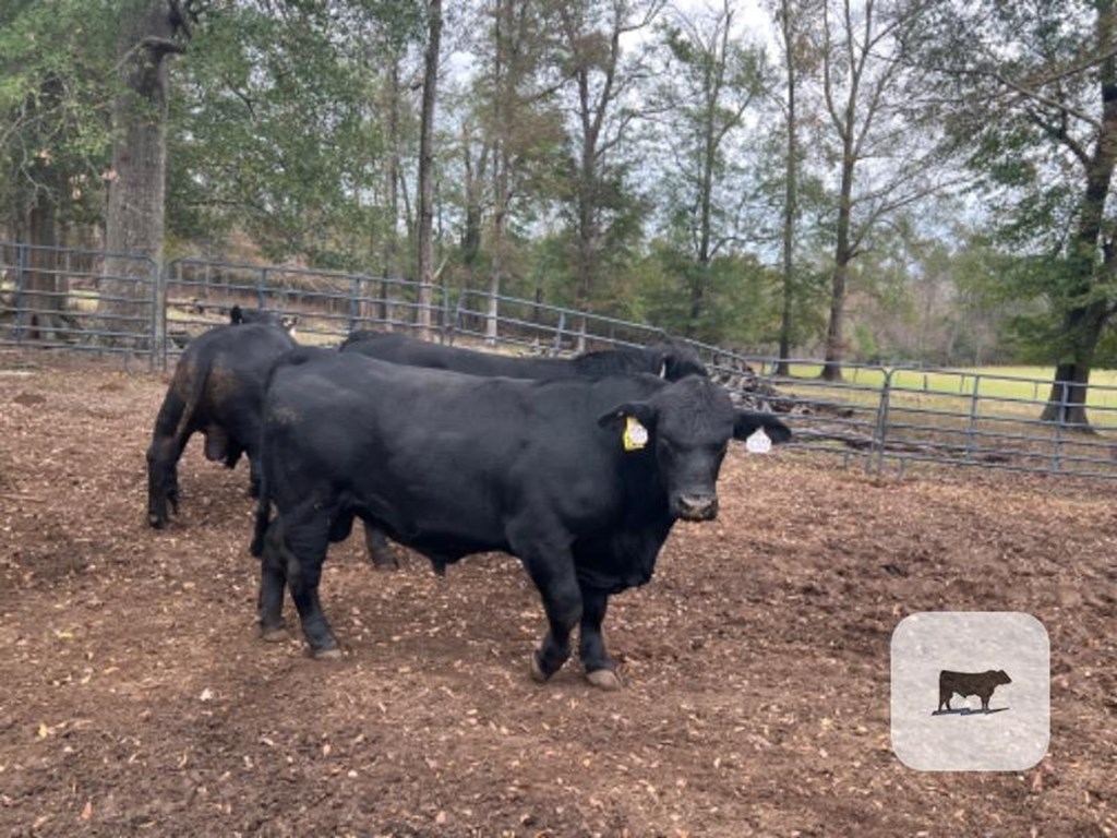 Cattle Range Listing Photo