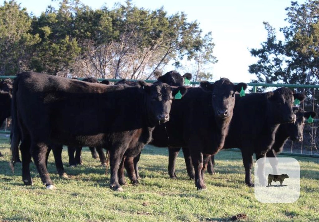 Cattle Range Listing Photo