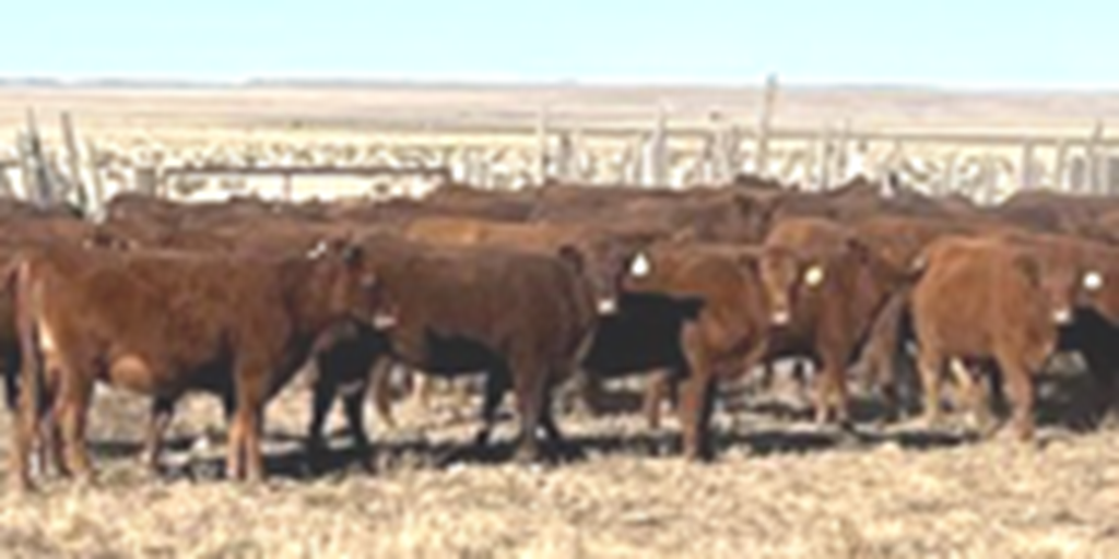 150	Red Angus Bred Heifers... Southeast CO