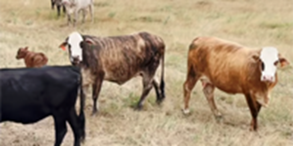46 Braford/Tigerstripe & Crossbred Cows w/ 40+ Calves... S. Central TX