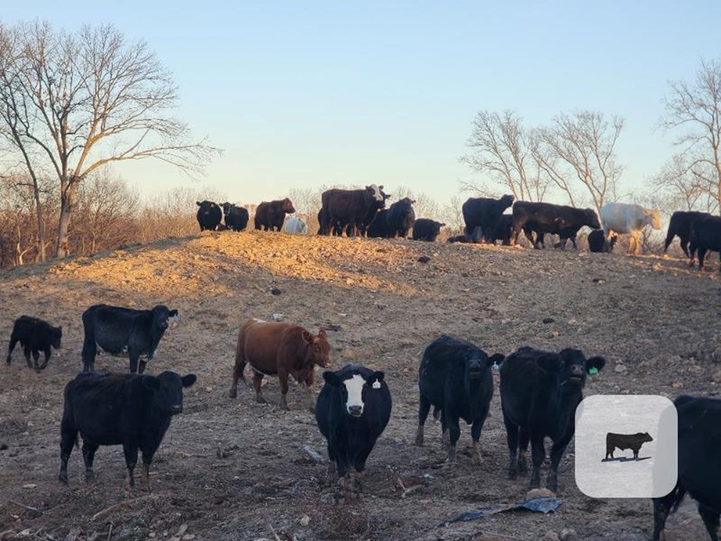 Cattle Range Listing Photo