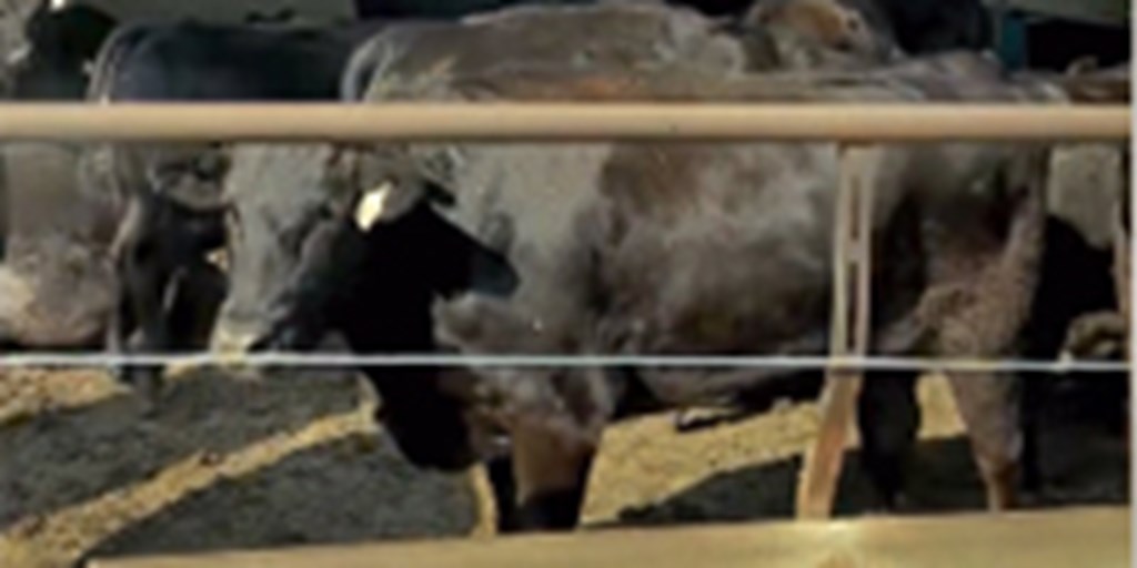 40 Purebred Wagyu Feeder Steers... Southwest IA