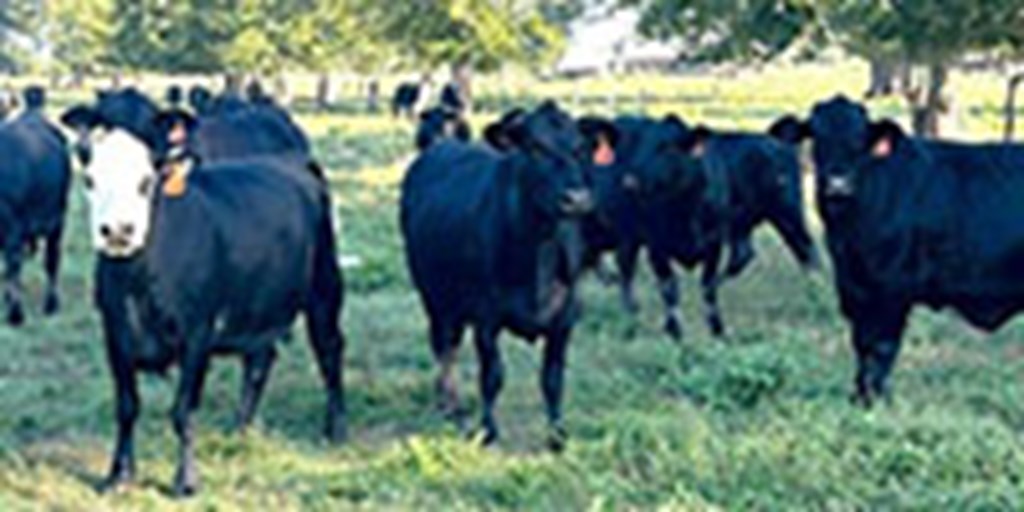 21 Angus Cross Cows ... Central LA