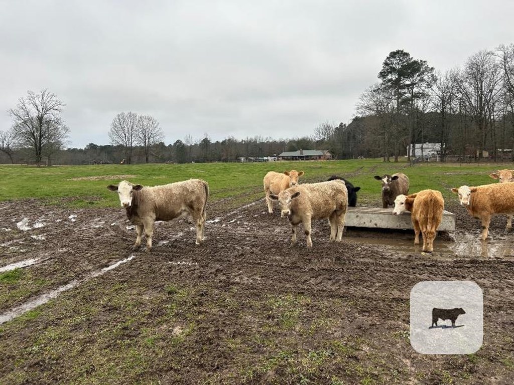 Cattle Range Listing Photo