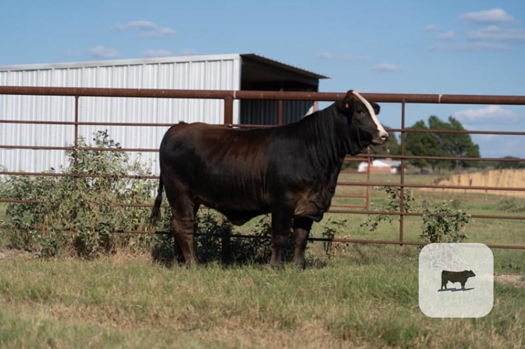 Cattle Range Listing Photo